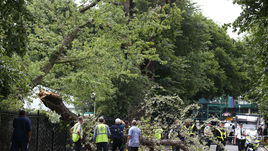 На Уимблдоне упало дерево