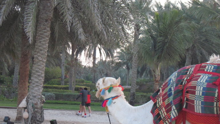Верблюд на пляже Emirates Palace. Фото "СЭ"