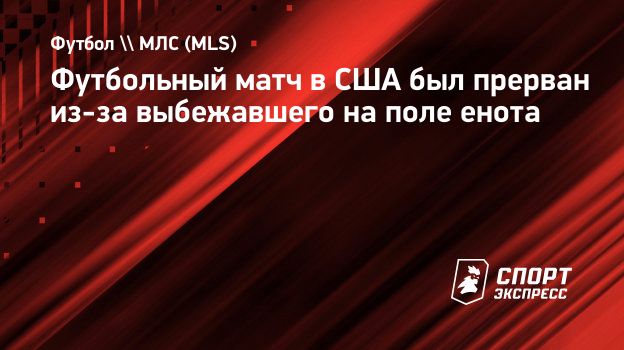 Футбольный матч в США был прерван из-за выбежавшего на поле енота.  Спорт-Экспресс