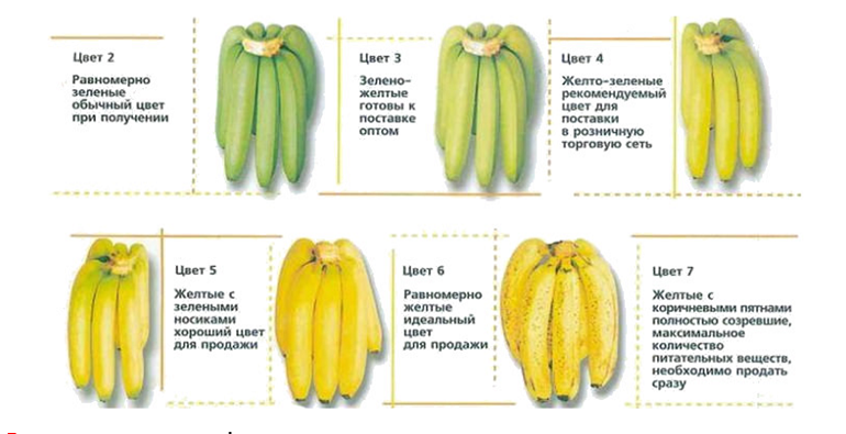 сколько бананов в день можно съедать