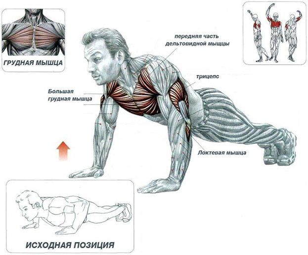 100 отжиманий за пять недель. Эффективная программа тренировок по дням