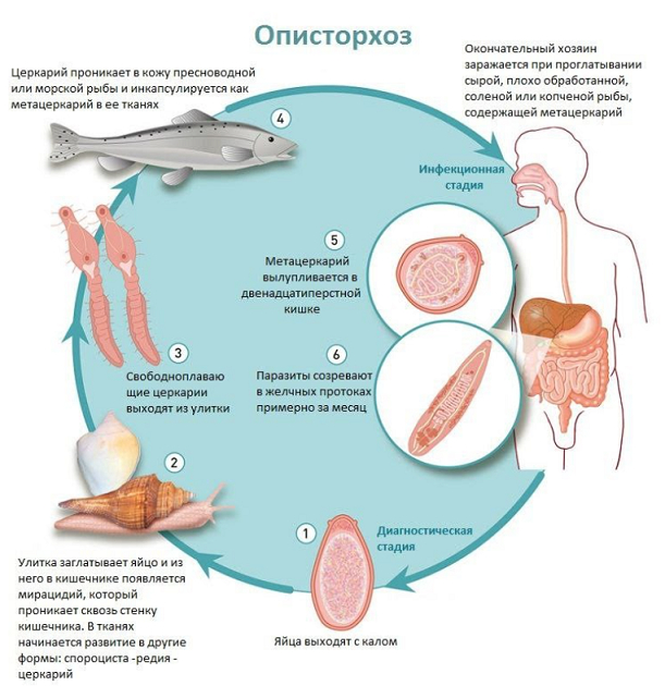 Пищевое отравление: как оказать себе первую помощь