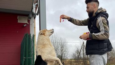 Защитник «Арсенала» Беляев показал, как помогает бездомным собакам