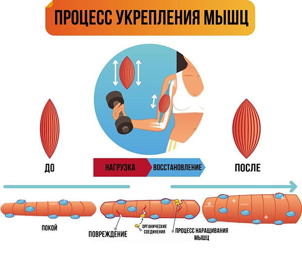 Сколько должны болеть мышцы после тренировки