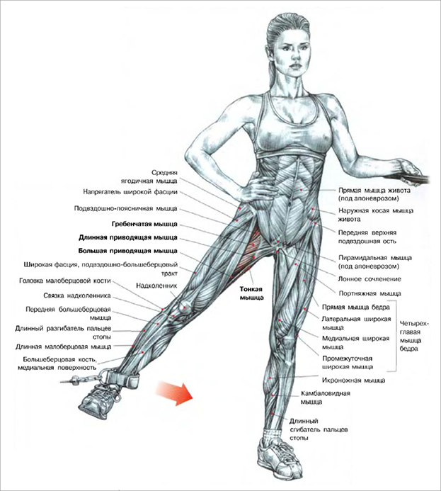 Как укрепить мышцы между ногами