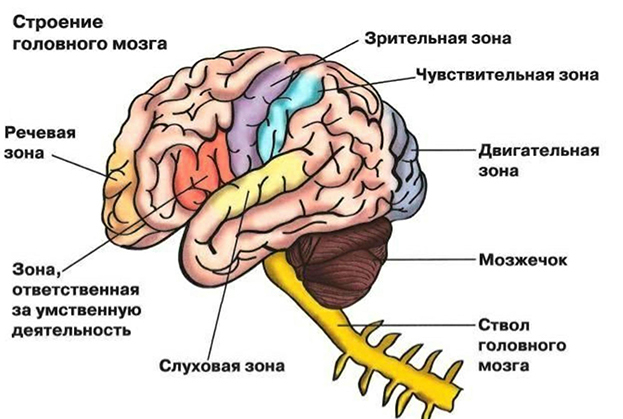 Как спорт влияет на мозг, какой вид спорта лучше для мозга. Спорт-Экспресс