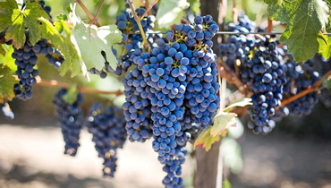 5 простых способов сохранить урожай винограда в домашних условиях до 7 месяцев