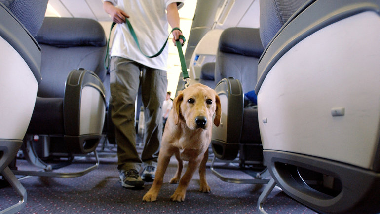 Перевозка животных в самолете: перелет с собакой или кошкой, правила.  Спорт-Экспресс