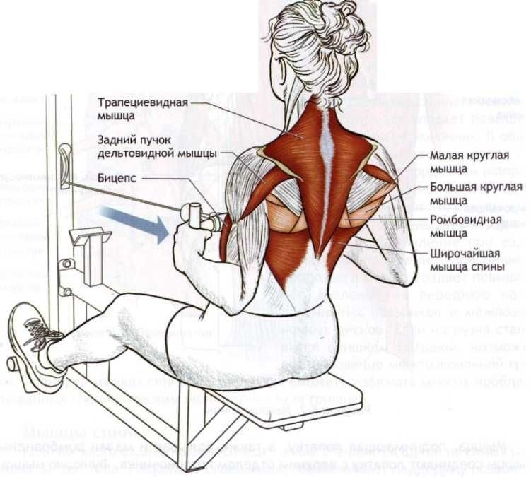 Проработка широчайшей мышцы спины эффективные упражнения и советы