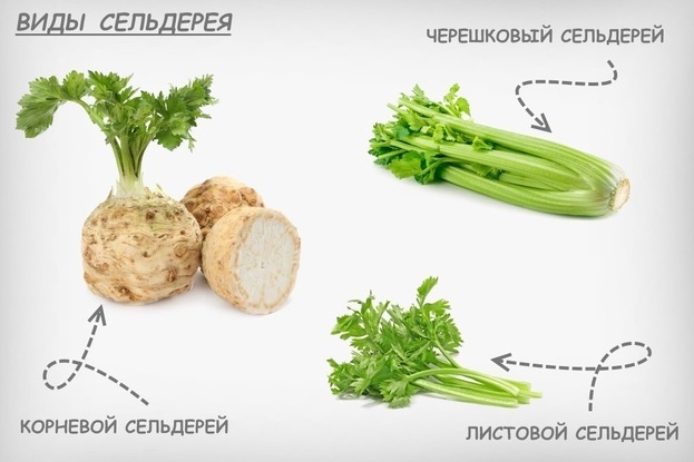 Виды сельдерея фото названия