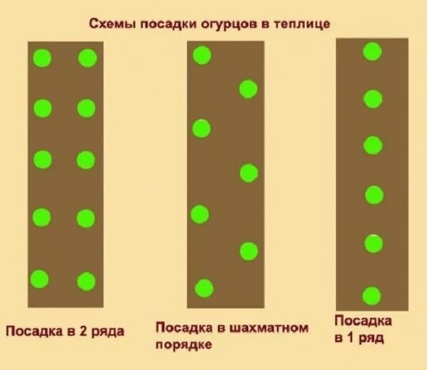 Схемы посадки огурцов в теплице. Фото klopabei.ru Схемы посадки огурцов в теплице. Фото klopabei.ru