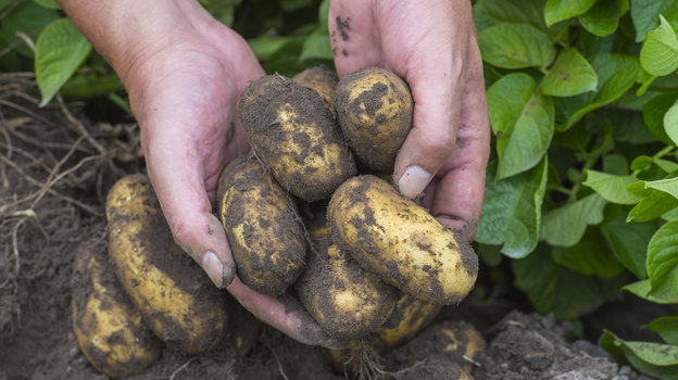 Картофель: когда и как правильно сажать, каким образом выращивать и ухаживать, польза и вред овоща. Спорт-Экспресс