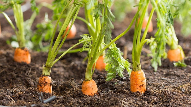 Морковь: когда и как правильно ее сажать — чем полезен овощ. Спорт-Экспресс