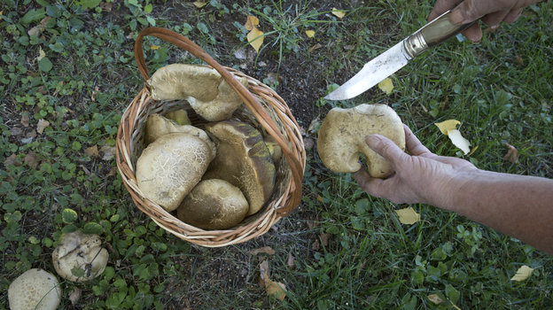 Не стоит доверять народным способам определения несъедобных грибов. Фото Global Look Press