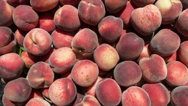 Персики: польза и вред для организма
