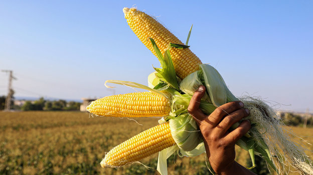 Вареная или консервированная: какая кукуруза полезнее и можно ли ее назвать диетическим продуктом?
