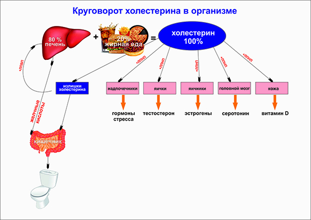 ГСПГ, глобулин, связывающий половые гормоны