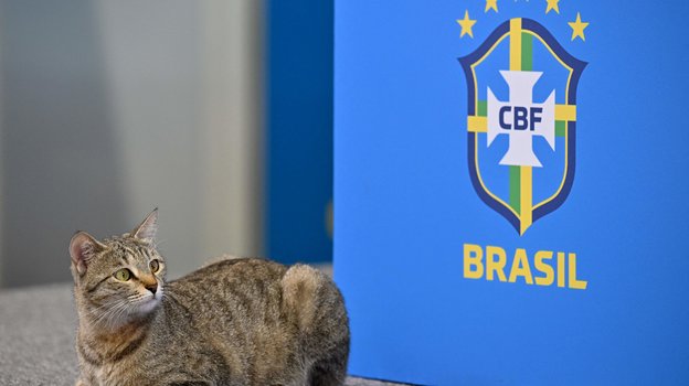 Губерниев отреагировал на поступок пресс-атташе сборной Бразилии, который  швырнул кота. Спорт-Экспресс