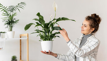 4 типа комнатных растений, которые могут навредить здоровью