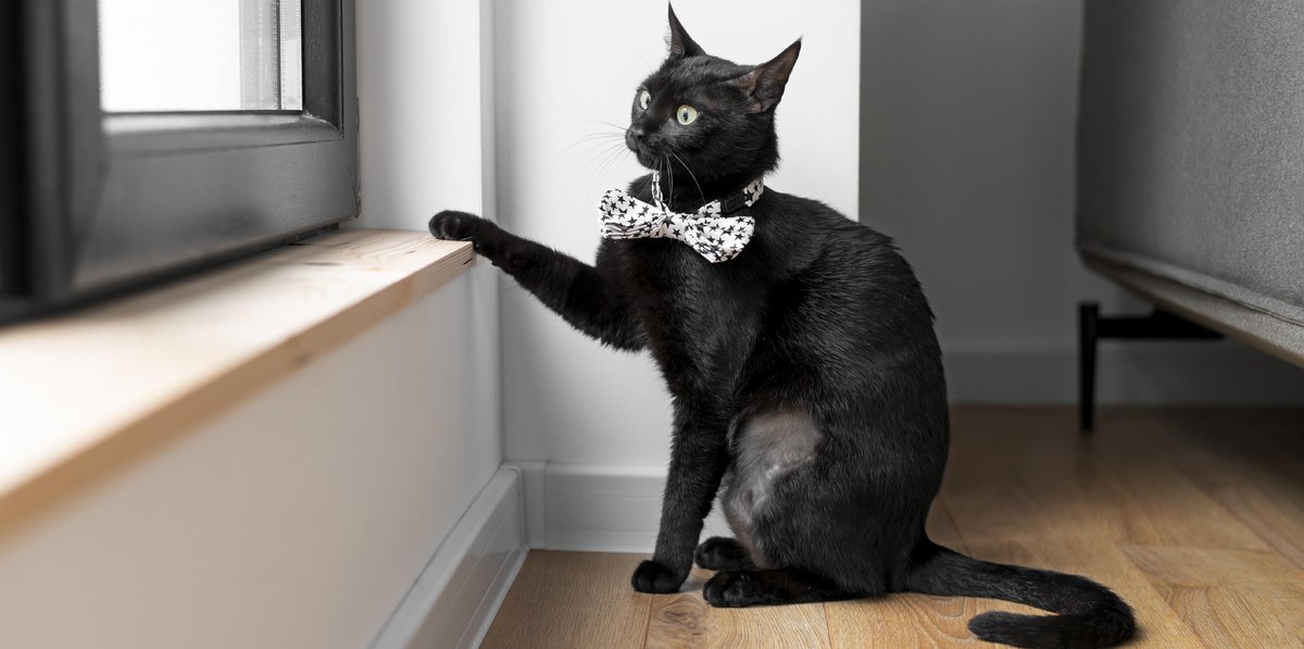 Ветеринар дал рекомендации, которые отучат вашу кошку царапать мебель и  обои. Спорт-Экспресс