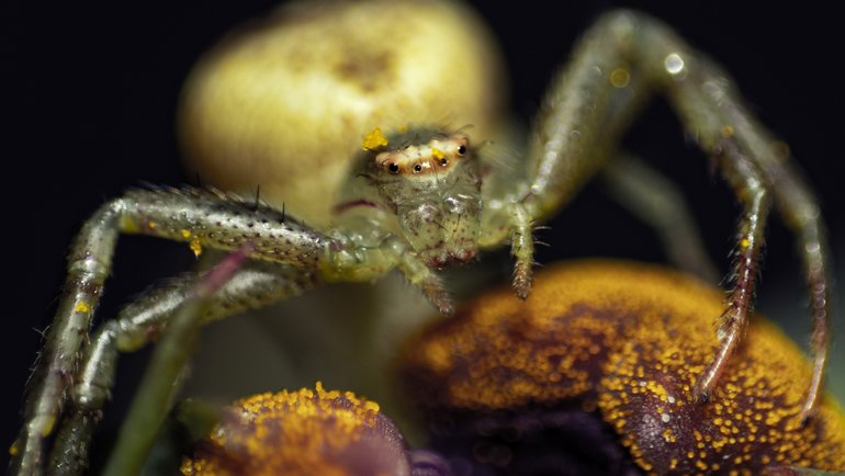 Кошмар арахнофоба: что делать, если укусил ядовитый паук