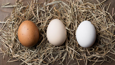 Перепелиные яйца: польза и вред для организма человека, калорийность и как  выбрать. Спорт-Экспресс