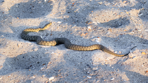 У берегов Приморья обнаружена опасная морская змея