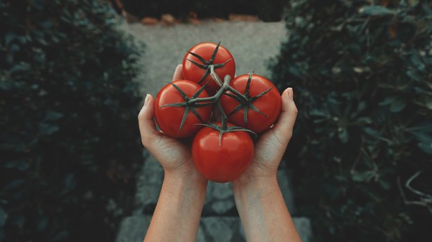 Девушка держит свежие спелые помидоры