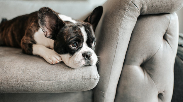 Собака грустная лежит на диване
