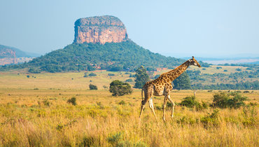 Жираф в ЮАР