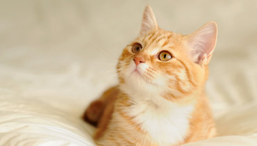 Ветеринар объяснила, как сохранить здоровье кошки