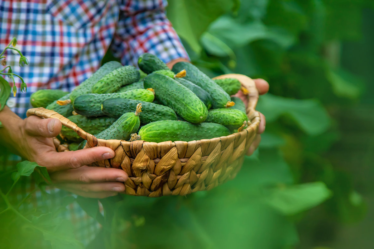 Белые огурцы: особенности, выращивание, популярные сорта🥒