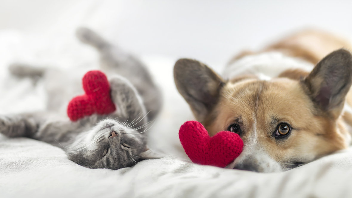 Как пережить смерть любимого питомца: рассказывает психолог