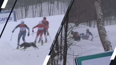 Собака сбила двух лыжниц во время марафона на чемпионате России.