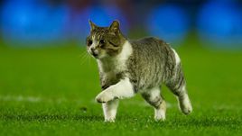 Лодыгин отвлекся на кошку по ходу матча с "Тосно"