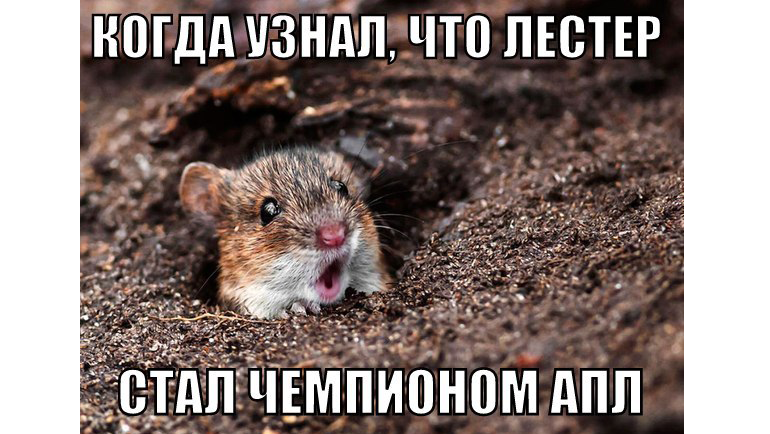 Мемы про чемпионство "Лестера".